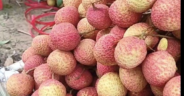 Mauvaise récolte de litchis, les commandes continuent d'augmenter, les entreprises s'inquiètent de la pénurie de produits d'exportation