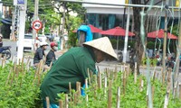 다낭 농부들은 설 꽃 수확에 분주하다