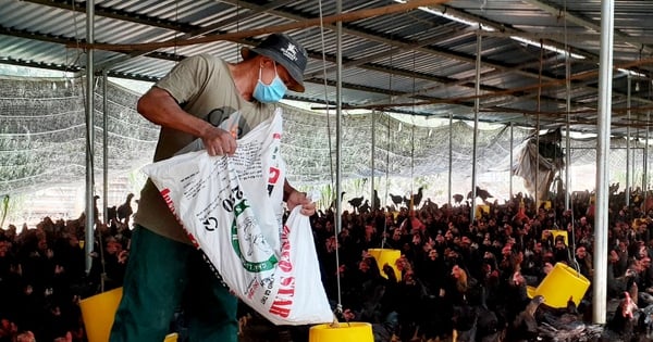 El pollo, el principal ganado en Ba Ria-Vung Tau, sufre una repentina caída de precio, los agricultores son cautelosos a la hora de reponerlo durante la temporada del Tet