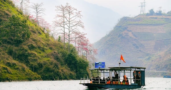 Hoa gạo thắp lửa trên cao nguyên đá Đồng Văn