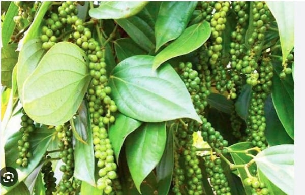 Vietnam's pepper export price reached over 1,500 USD/ton in 8 months