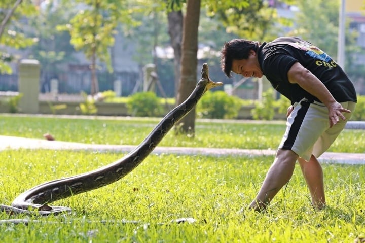 L'artiste populaire Tong Toan Thang a failli mourir 4 fois en se produisant avec des pythons - 3