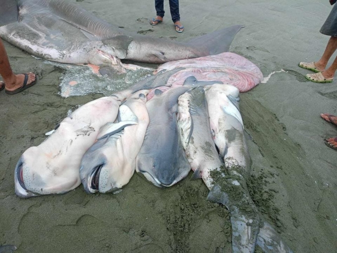 Adult megamouth shark (back) and its calves. Photo: Joan Edillo/Annabelle Lapitn