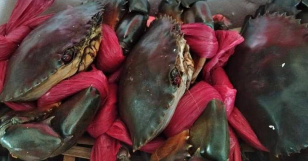 Research and development of dishes from Ca Mau crab