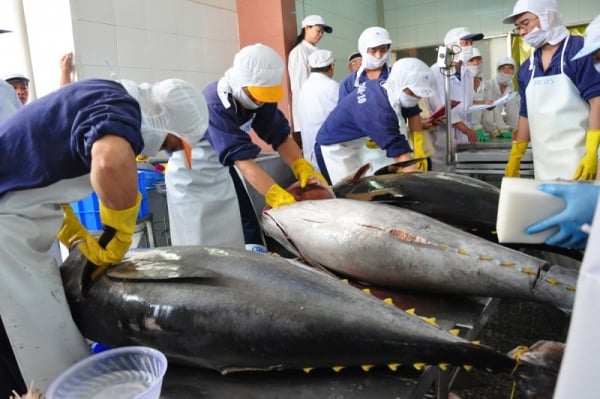 Exports of fresh, frozen and dried tuna to the EU market increased 317 times