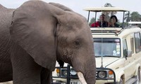 野生動物と遊ぶために観光客が集まる