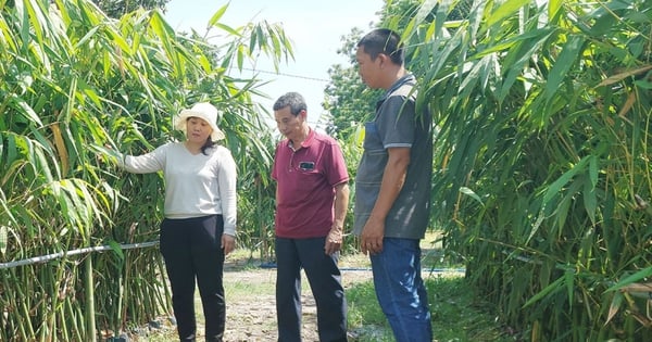 Mùa mưa đến, mầm một loài cây mọc lên tua tủa, nông dân Bình Phước thi nhau hái bán nhưng hơi buồn vì giá rẻ