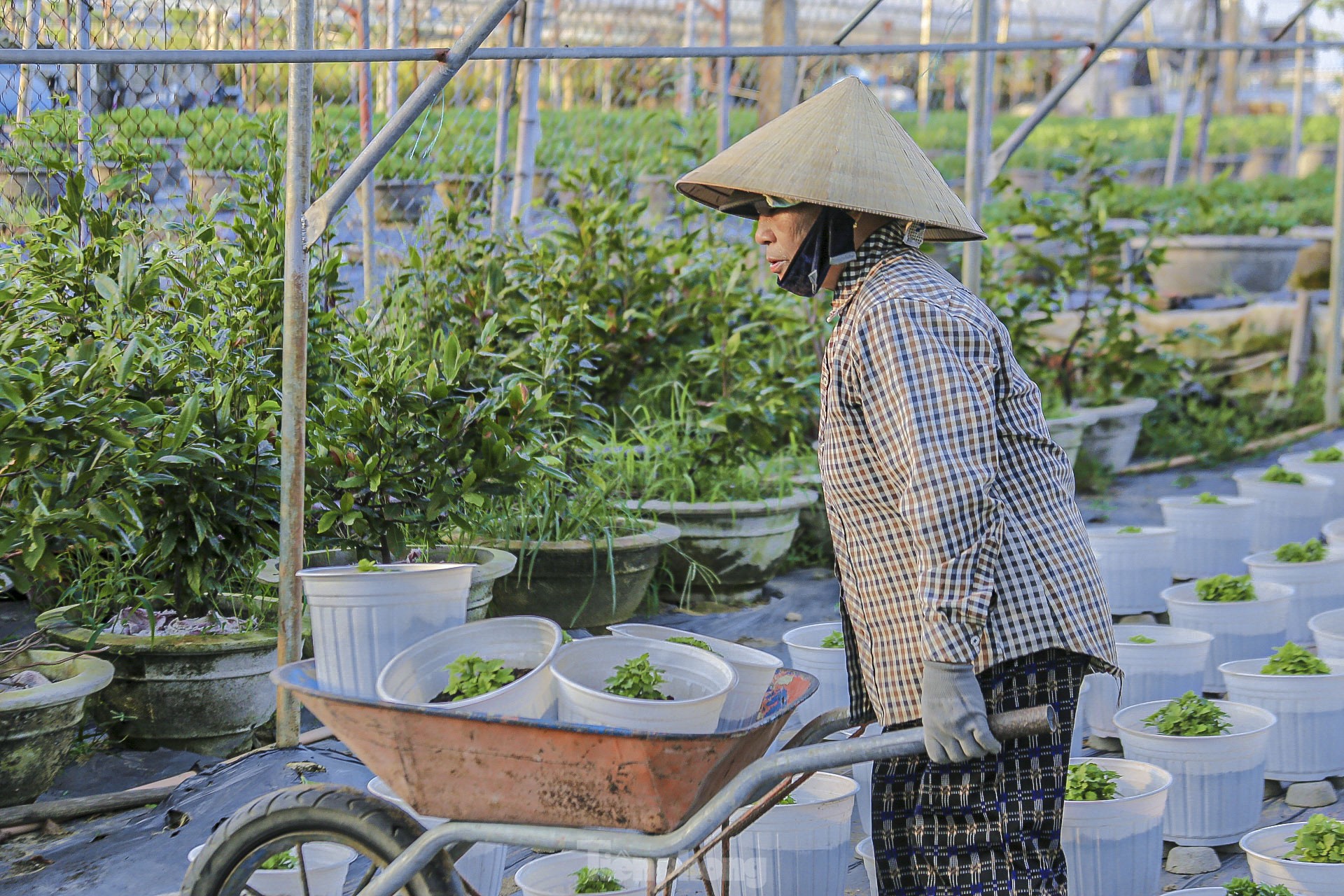 Die wunderschöne Szene im größten Blumendorf in Da Nang während der Tet-Saison, Foto 8