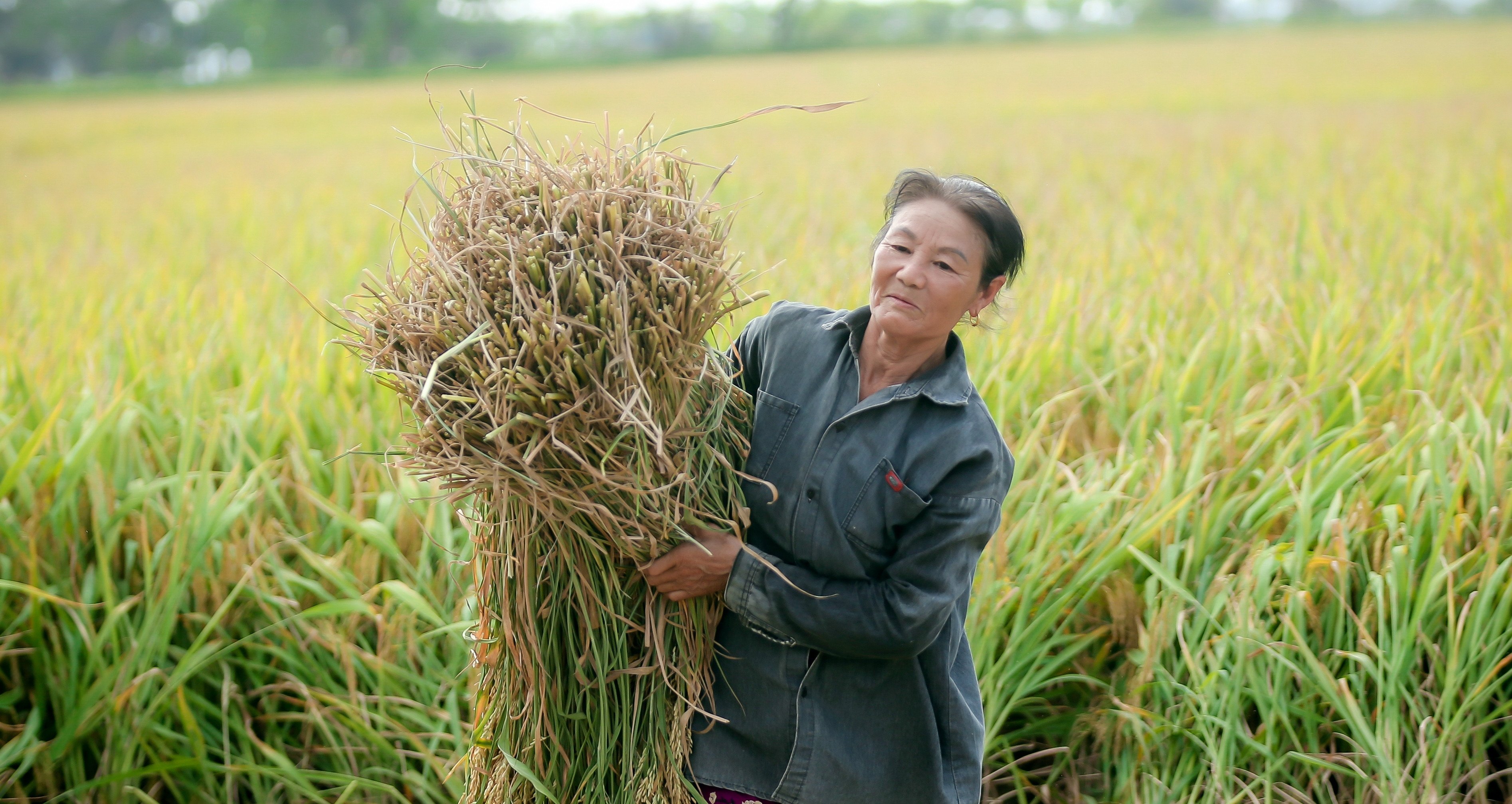 Không chỉ có gạo, nông dân còn bán tín chỉ carbon