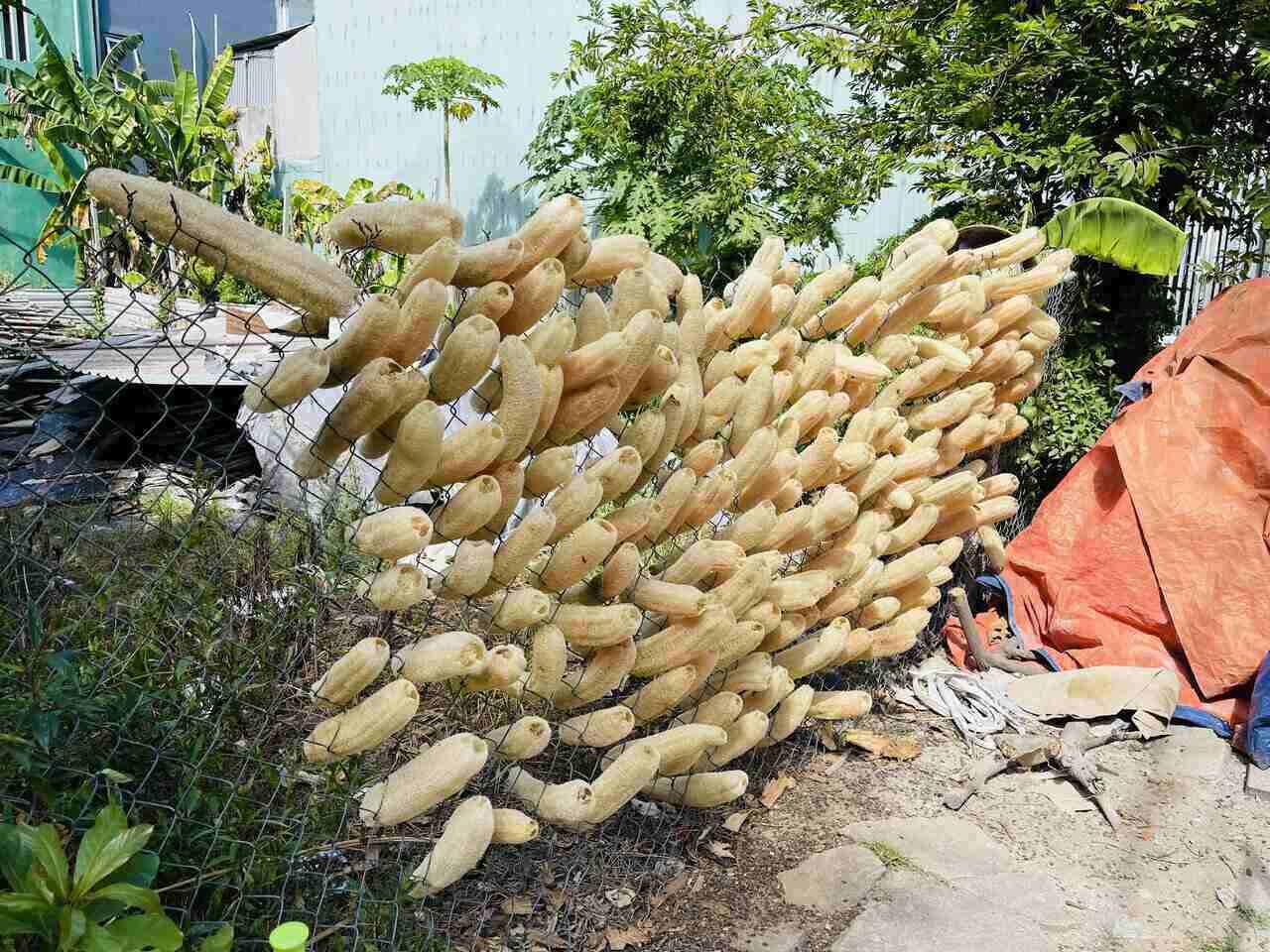 Loofah fibers are dried in the sun. Photo: Mai Huong