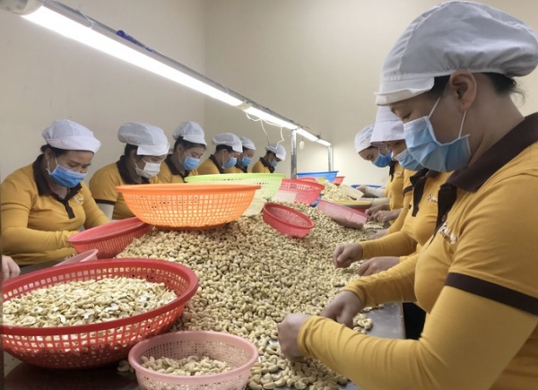 สหรัฐอเมริกา ยังคงเป็นลูกค้ารายใหญ่ที่สุดของอุตสาหกรรมมะม่วงหิมพานต์ของเวียดนาม