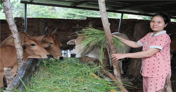 The effectiveness of the cow breeding model of the Raglay people in Ta Duong village