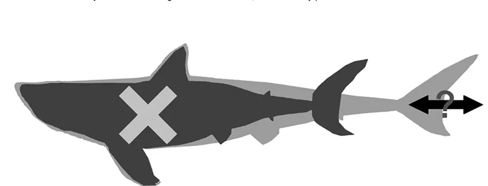 Image depicting the body shape of Otodus megalodon before (black) and now (gray). Photo: CNN