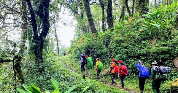 Eine seltsame alte Steinstraße, die Lao Cai mit Lai Chau verbindet, mit vielen seltsam geformten alten Bäumen im Wald.