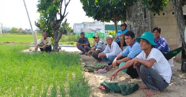 Nước tưới nhiễm mặn, nông dân trồng hành tím ở Ninh Thuận “kêu cứu”, có nhà bỏ ruộng hoang