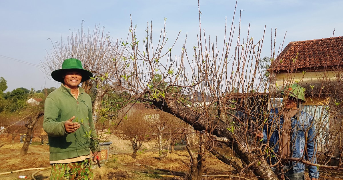 Làm giàu từ trồng đào cảnh