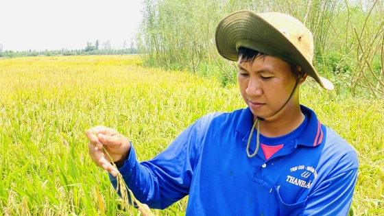 Organic rice farming, profits increase by 30% or more