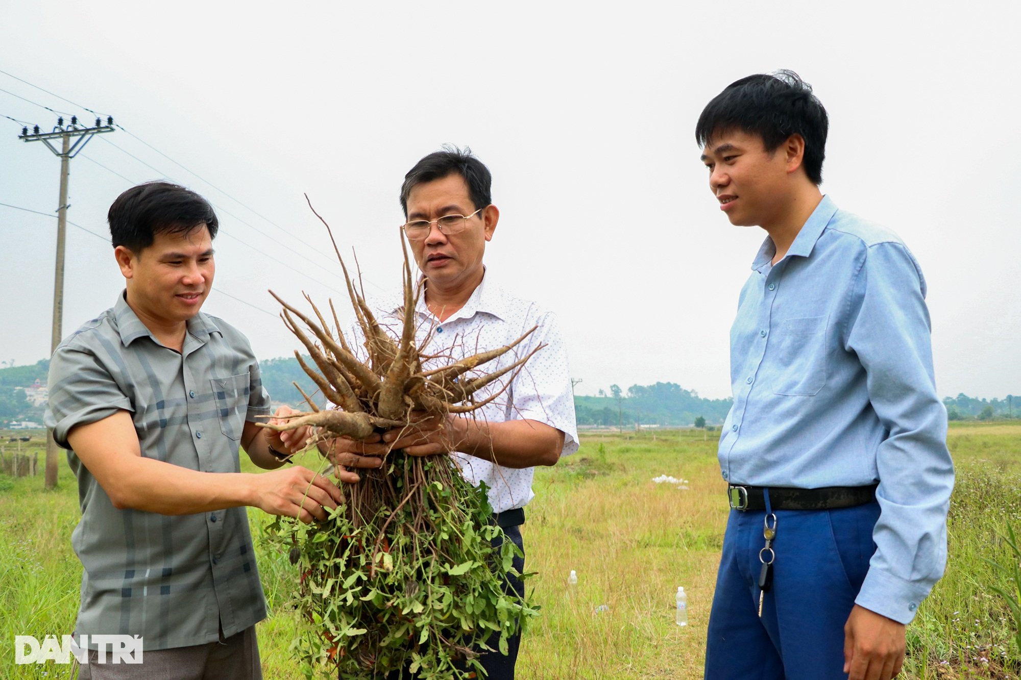 Máu liều của cử nhân lịch sử với sâm tiến vua mang về hơn nửa tỷ đồng/năm - 9