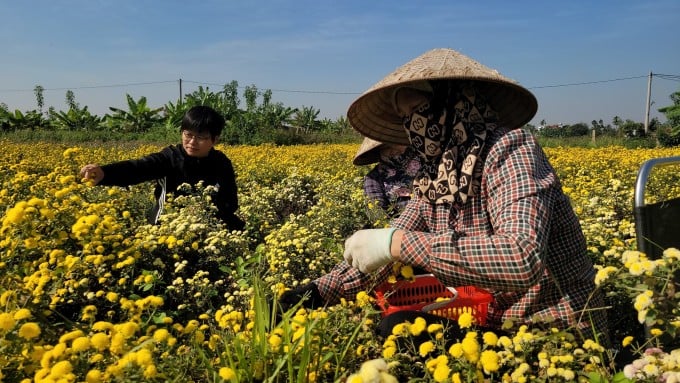 Quỳnh Vân cùng công nhân thu hoạch cục dược liệu bán vào vụ cuối năm. Ảnh: Lê Tân