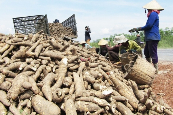 Exports of cassava and cassava products continue to grow