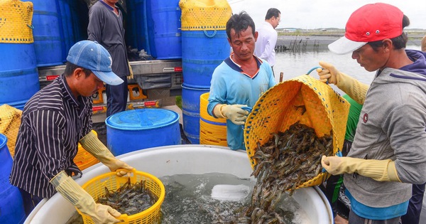 Ấn Độ và Ecuador bán tôm cho Trung Quốc giá rẻ nhất 10 năm qua, tôm Việt Nam bán sao?