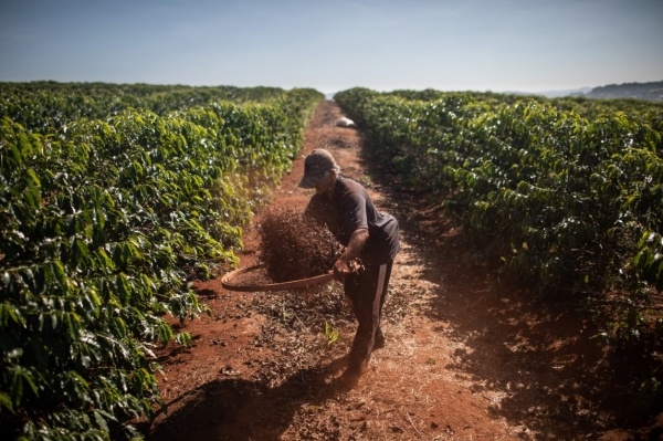 Les prix mondiaux du café ne baissent pas, les experts prédisent que la production brésilienne de café augmentera continuellement jusqu'en 2025