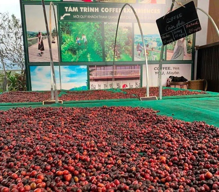 Kaffee-Exportpreise steigen auf breiter Front, Robusta erreicht den Höhepunkt