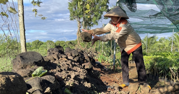 Admire the people of this district in Dak Nong for growing coffee, turning over rocks, clearing gardens, and finding water for irrigation.