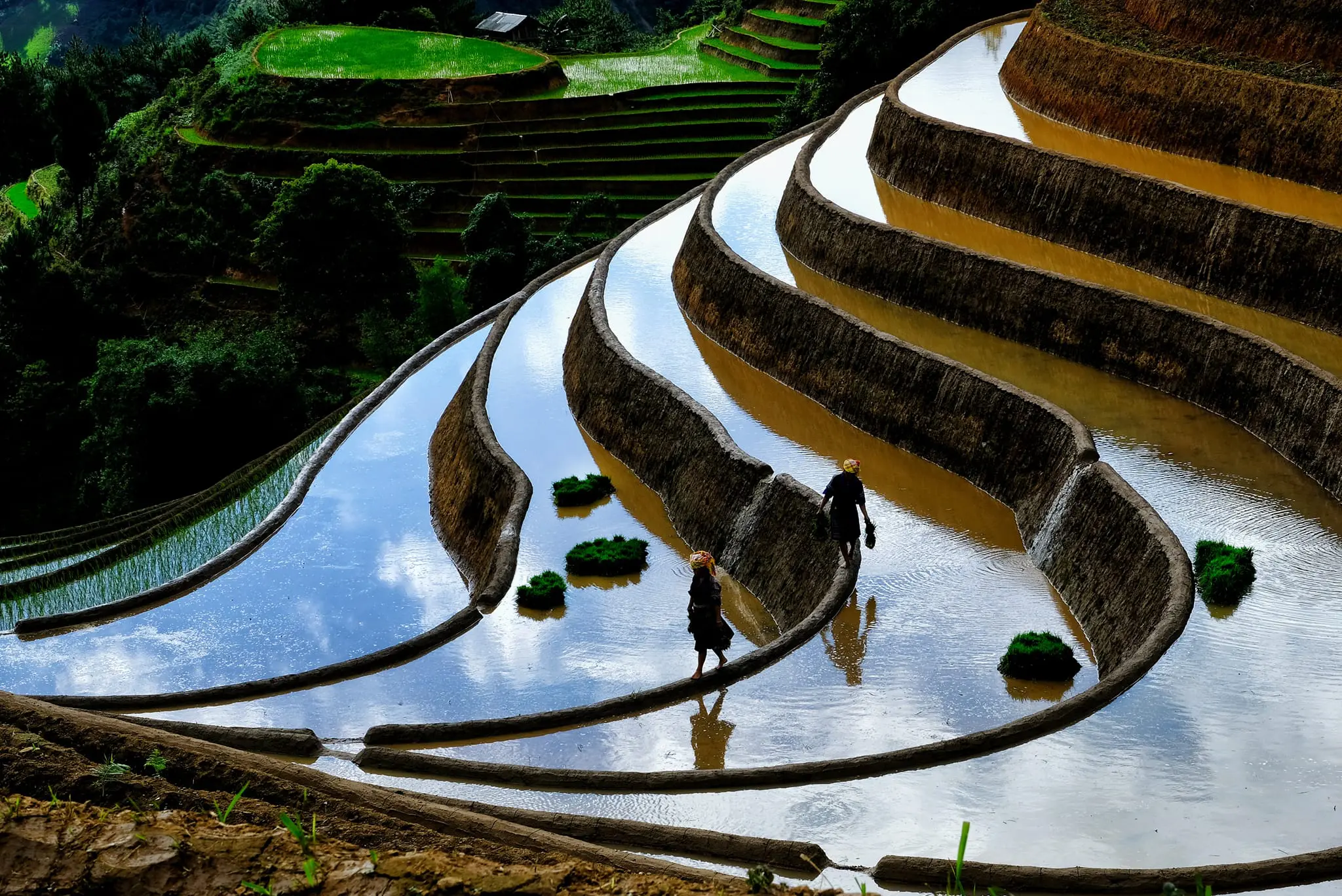 Voyage dans le Nord-Ouest : La beauté enchanteresse des champs en terrasses de Phong Du Thuong