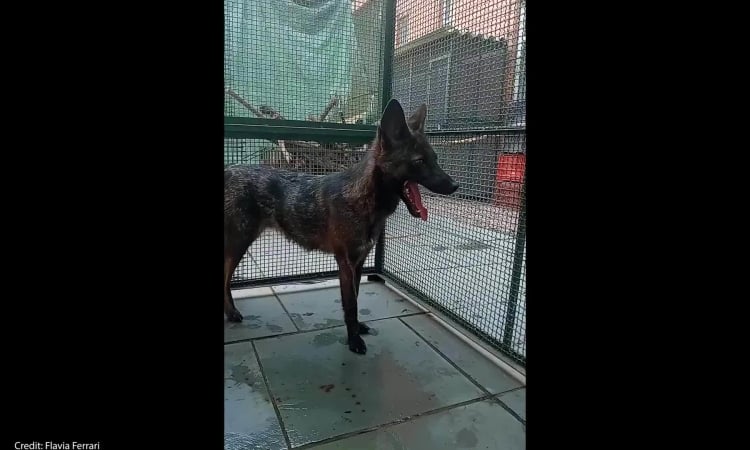 飼い犬とプレーリーギツネの雑種が初めて発見される