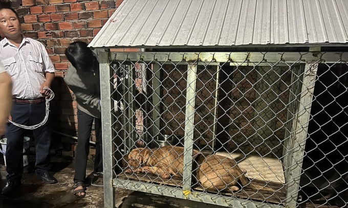 Los perros son anestesiados para la investigación.