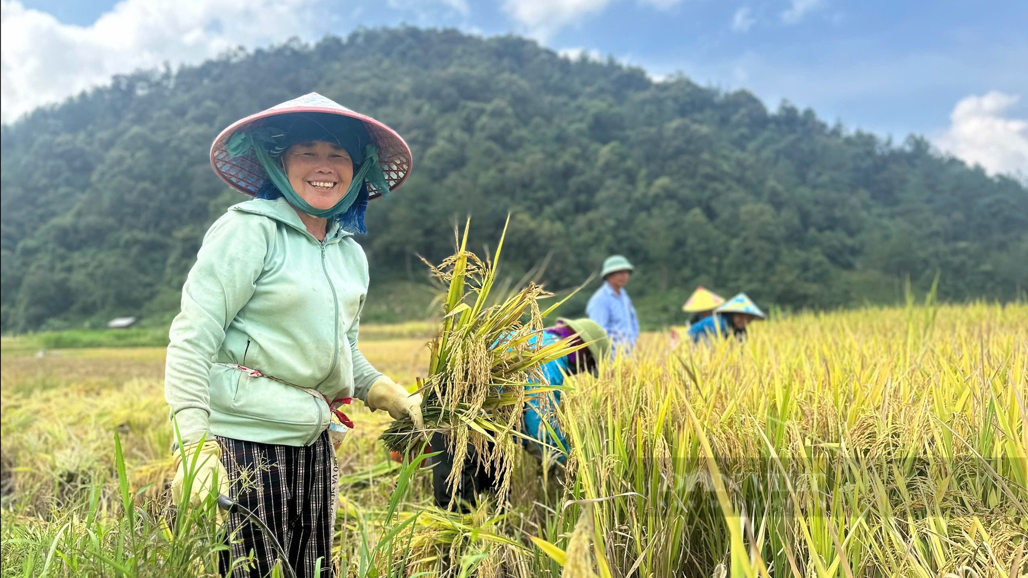 Nông dân tíu tít thu hoạch, gánh lúa, hứa hẹn một mùa vàng bội thu trên rẻo cao Sơn La- Ảnh 5.