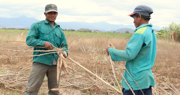 Vì sao nông dân trồng mía đường ở Ninh Thuận lại muốn vào hợp tác xã nông nghiệp?