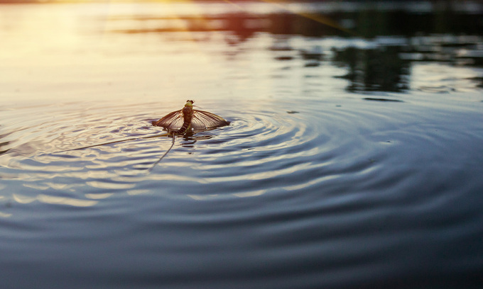 La efímera Palingenia longicauda en el río Tisza en Europa. Foto: Nastasic/Getty