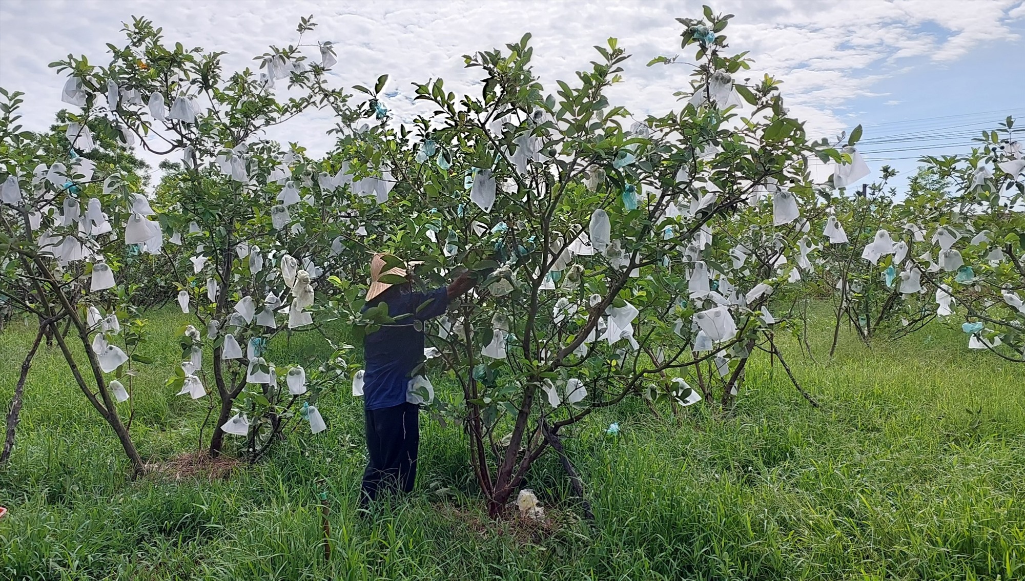 Farming economy helps many Dien Ban farmers have stable income.