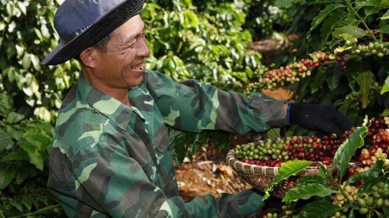 La production en baisse, les prix du café devraient continuer à augmenter