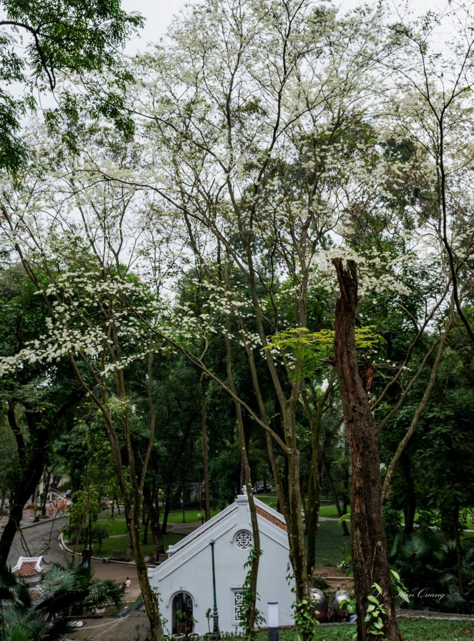 Eine Ecke des Himmels ist mit weißen Sua-Blumen am Hintertor des Krankenhauses 108 in der Tran Khanh Du Straße gefüllt. Foto: Toan Quang