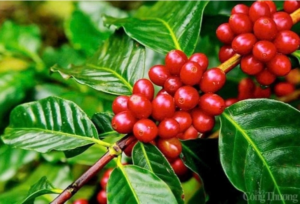 Giá cà phê Arabica tăng 2,47%