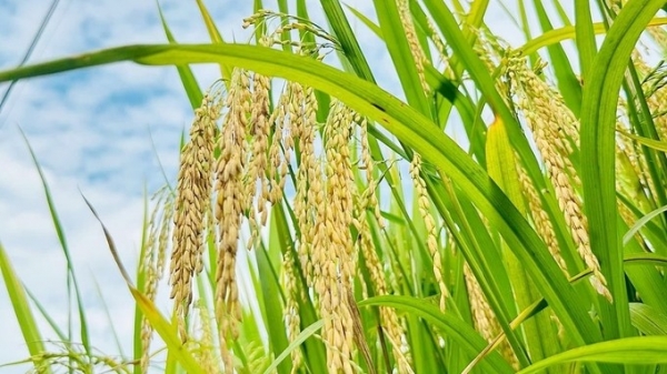 Légère hausse des produits à base de riz et de paddy, marché commercial calme