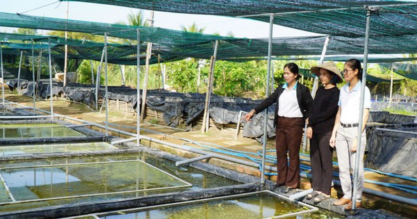 Raising dried specialty "swimming leisurely", a Long An farmer sells it for 50,000 VND/kg