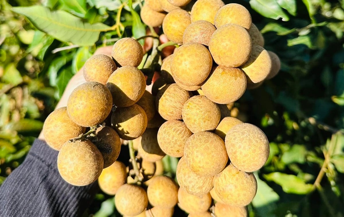 Vietnam verdient über 14 Millionen USD durch Longan-Exporte