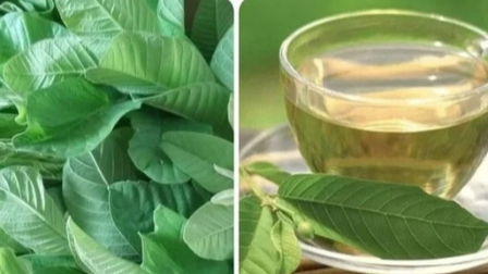 Health benefits of guava leaves