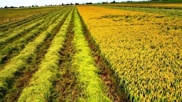 Los corredores y comerciantes de arroz que compiten entre sí han aumentado los precios del arroz en beneficio de los agricultores. Foto: Tan Long