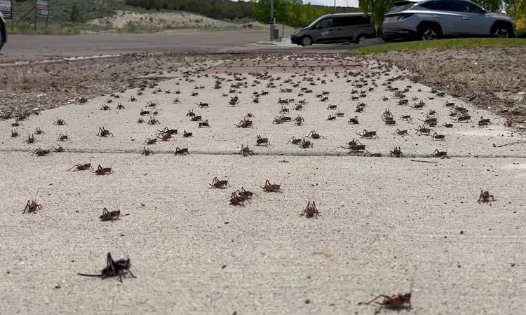 La plaga del grillo rojo causa miseria en una ciudad estadounidense