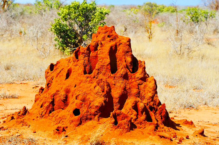 Un equipo de ingenieros de la Universidad de Arizona se inspiró en montículos de termitas gigantes para construir un concepto para un nuevo hábitat en la Luna. (Foto: Parque Nacional Tarangire)