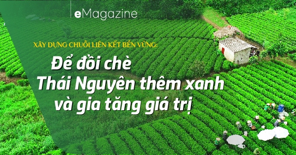 Để đồi chè Thái Nguyên thêm xanh và gia tăng giá trị