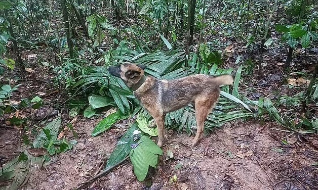 コロンビア、アマゾンの熱帯雨林で4人の子供を見つけるのを手伝った犬を捜索