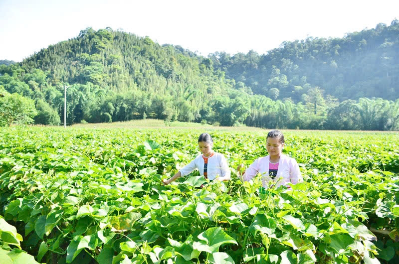 Người dân vùng đồng bào dân tộc với mô hình trồng su su tập trung xã Quyết Chiến (Tân Lạc)