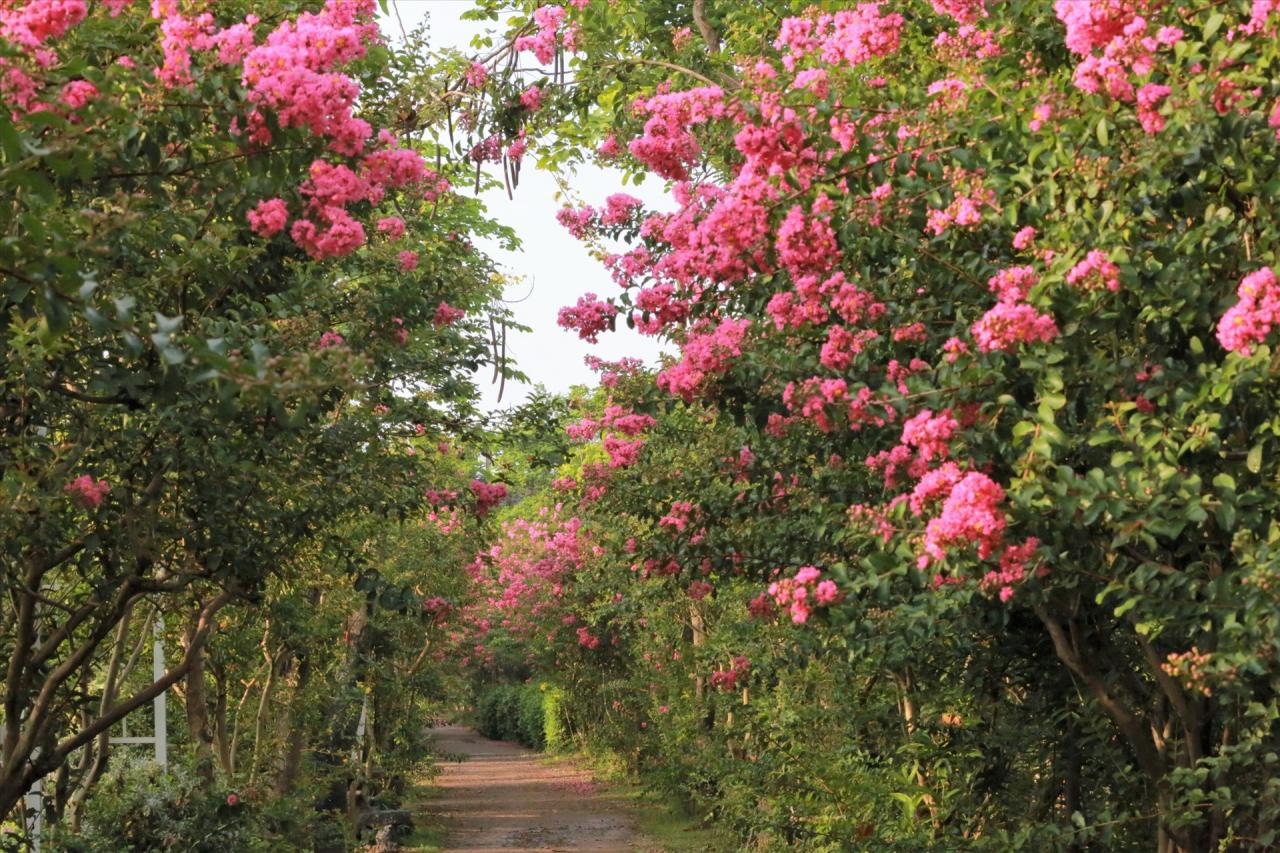 Vietnam Ornamental Plant Park located in Tam Hiep Commune, Thanh Tri District, about 10 km from the center of Hanoi, is becoming an extremely hot destination for the people of the capital. Because the wallflower garden here is entering the days of blooming, showing off its brilliant pink color. Photo: Vietnam Ornamental Plant Park