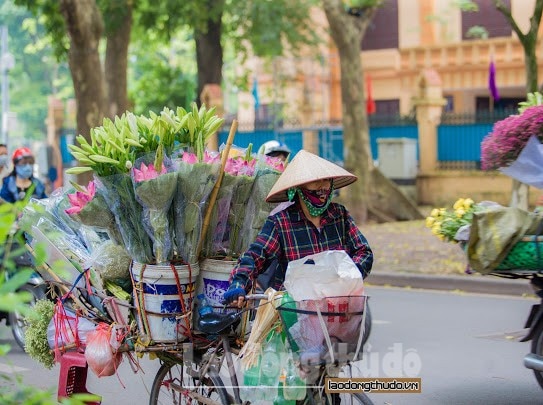 sen da u mu a xuo ng pho khoe sac khap duong pho ha noi